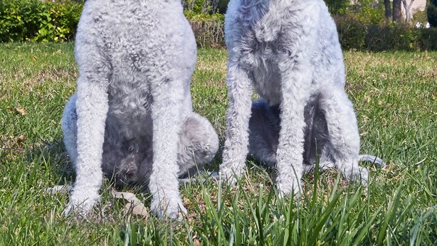 Two dogs sitting on grass in front of a building with a tower labeled "CROWNE PLAZA". - Crowne Plaza Tianjin Jinnan by IHG (Tianjin)