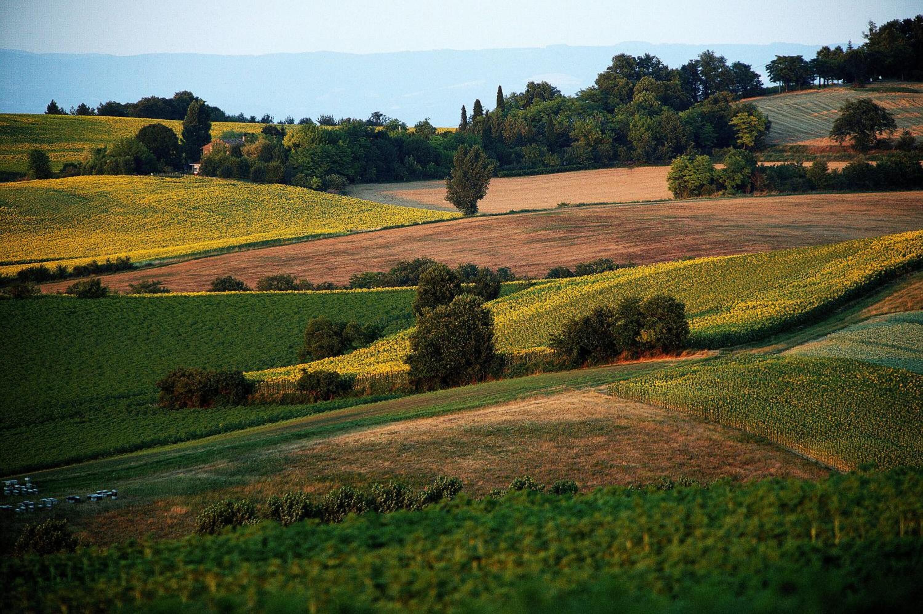 Un paysage rural caractérisé par des collines douces, des champs et des arbres dispersés.