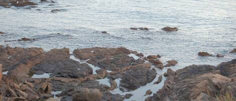 A rocky shoreline with water and some vegetation.