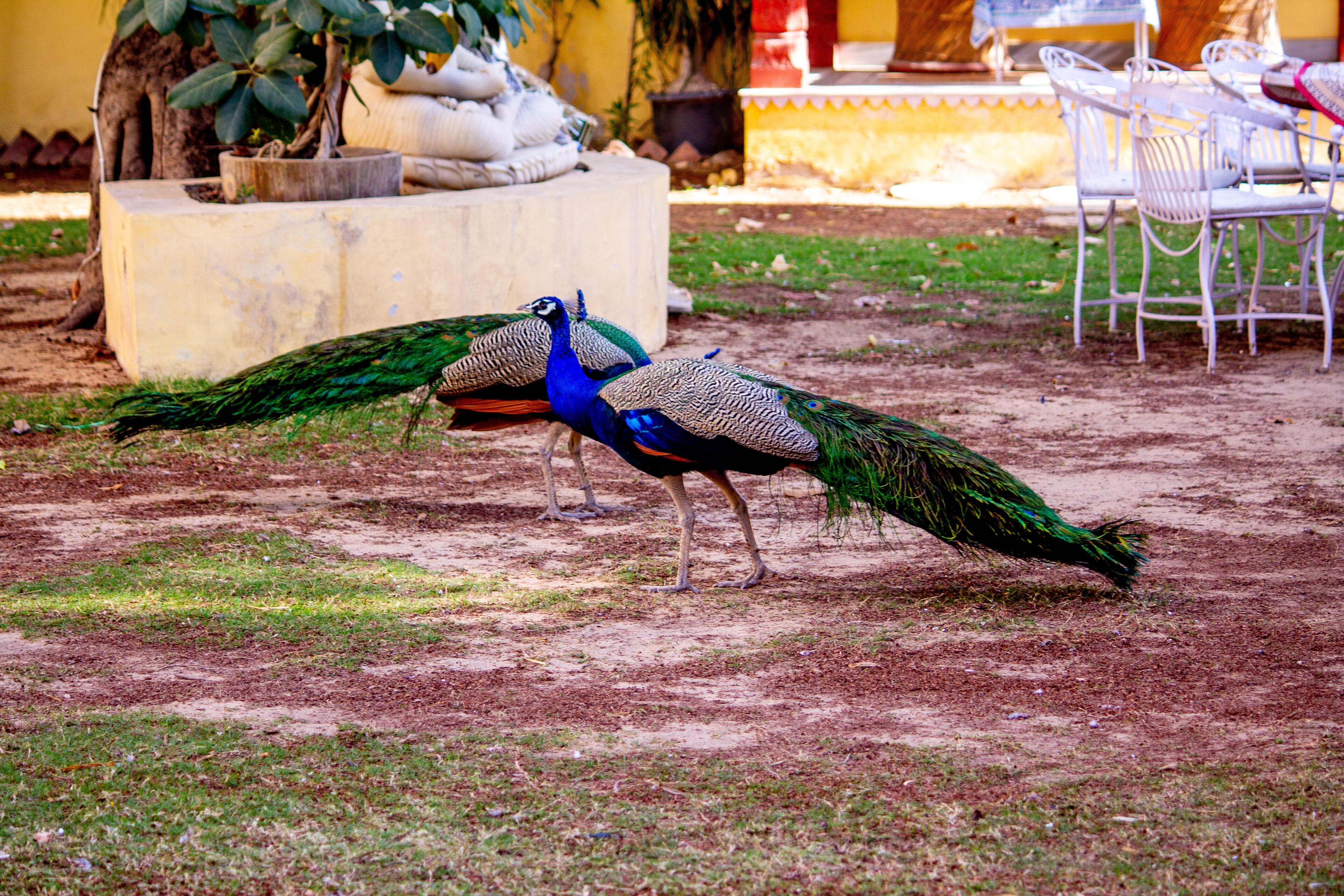 Dos pavos reales de pie sobre un terreno pedregoso con parches de césped, cerca de una jardinera de hormigón y sillas de metal blanco.