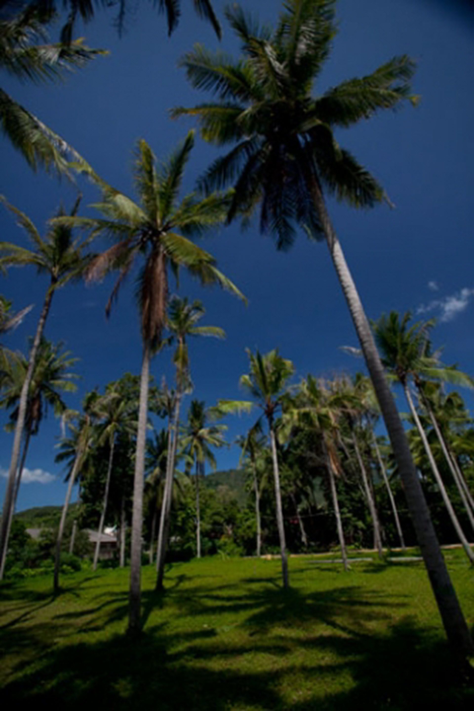 Foto - ASTROCOCO beach resort by Coconut Beach