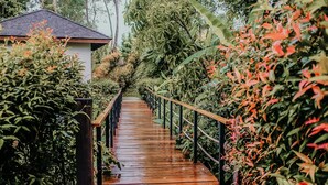 Un sentier en bois mène à un bâtiment doté d’un toit en pente, entouré d’une végétation luxuriante et de diverses plantes.