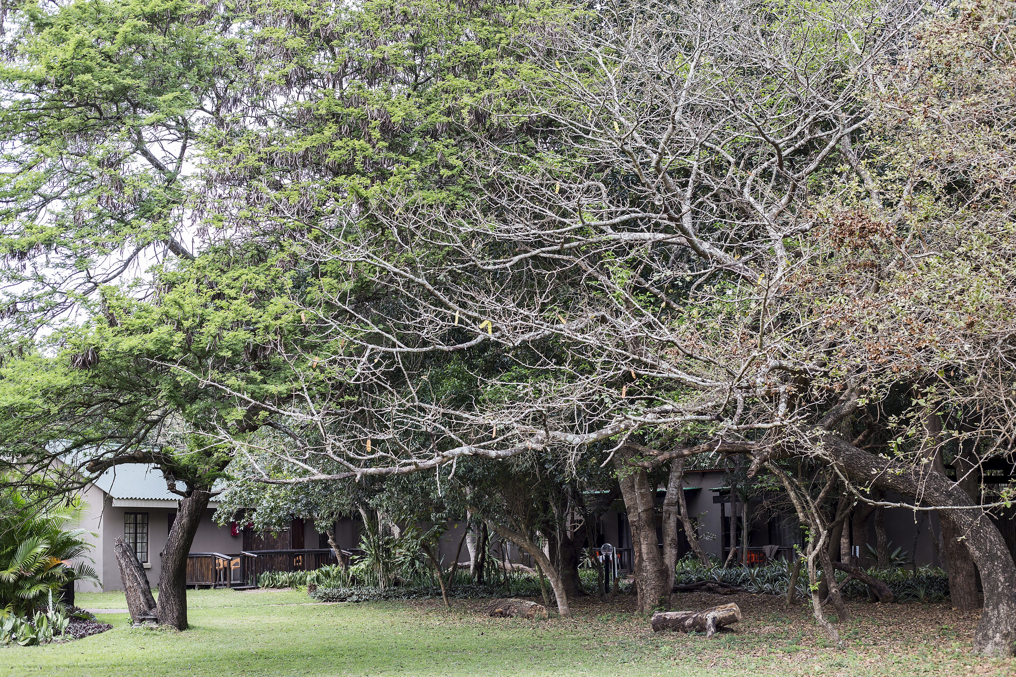 A tree-lined courtyard with a building in the background.