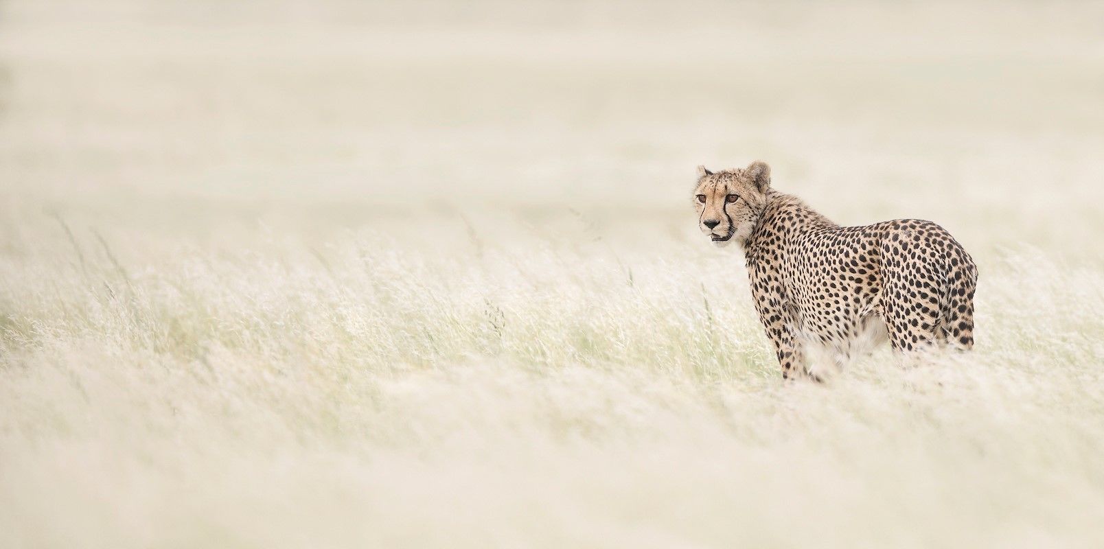 Safari