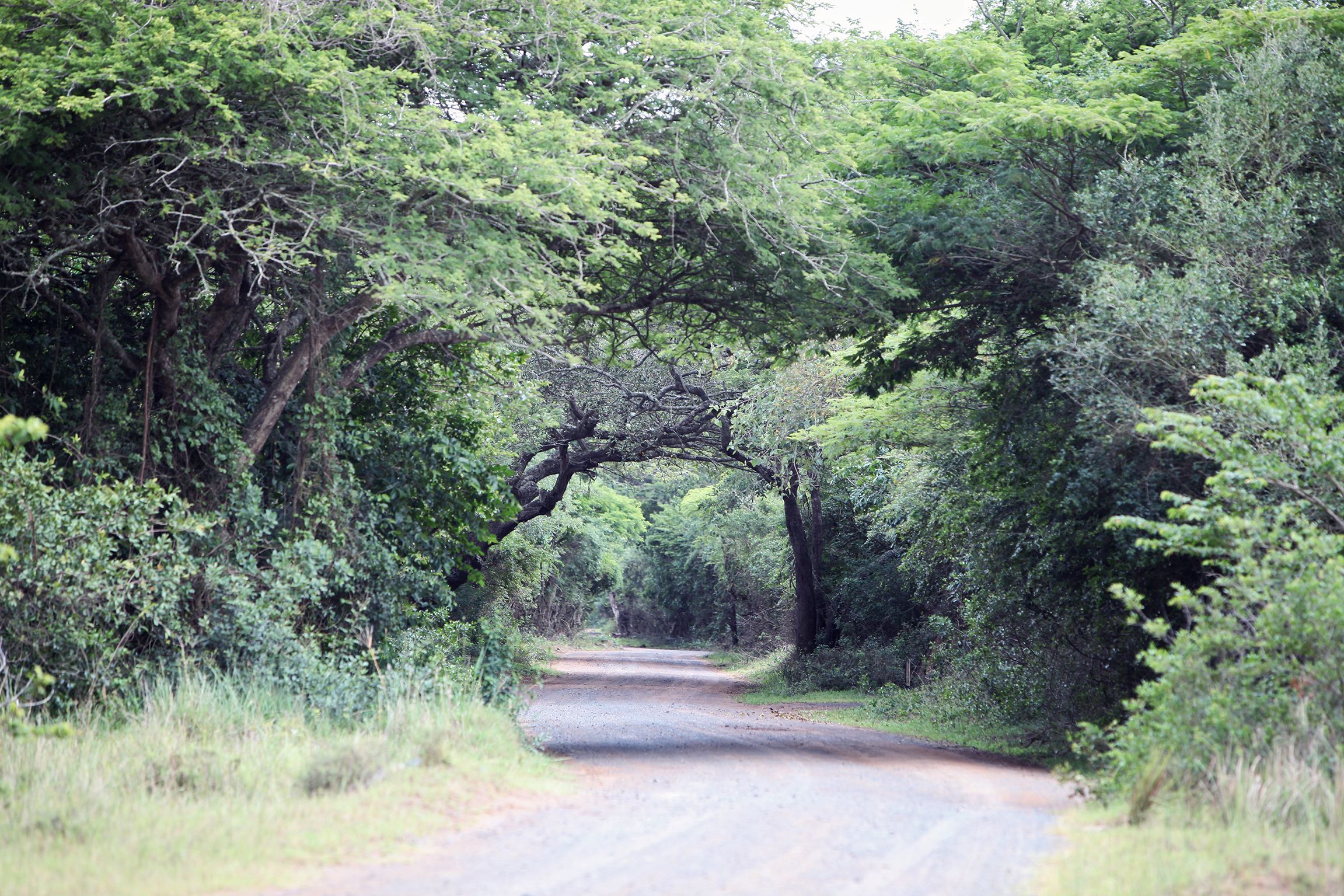 A rural road surrounded by dense greenery and trees.