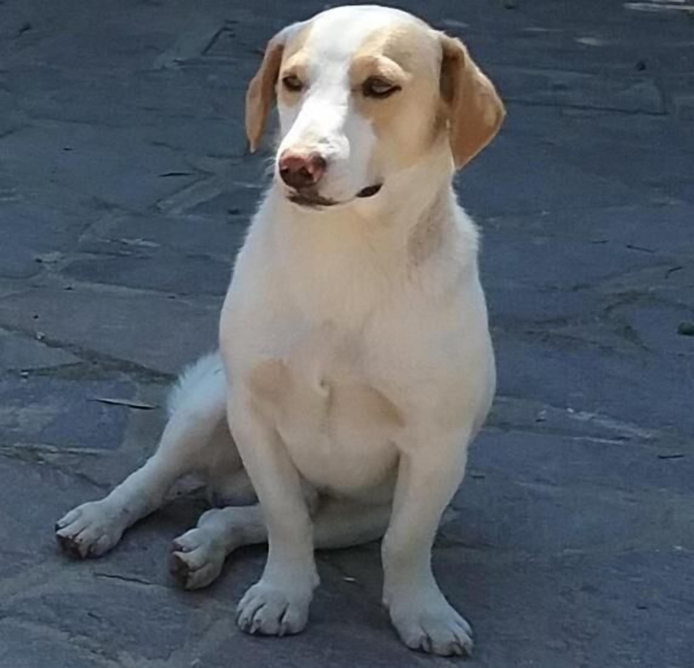 A dog sitting on a paved surface.