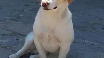 A dog sitting on a paved surface.