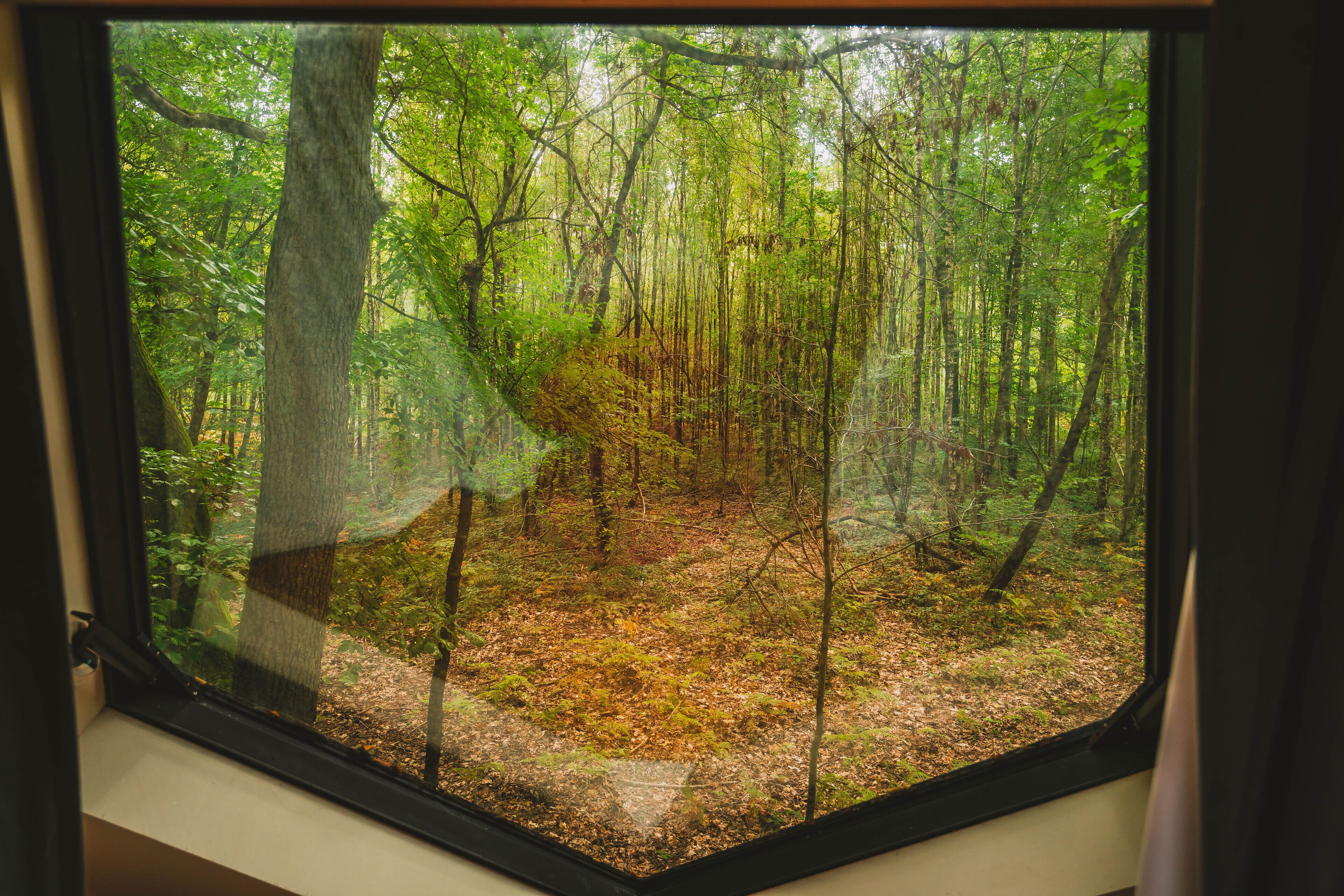 A forest view through a window with a visible window frame and a partial view of a room's interior wall.