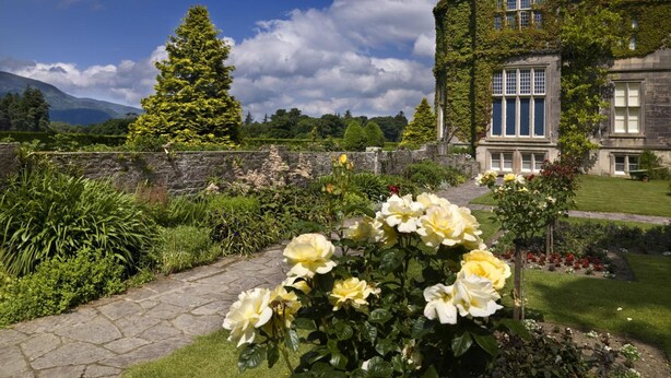 Ein historisches Steinhaus mit efeuüberwucherten Mauern, einem Kiesweg und einem Rosengarten mit gelben Rosen.