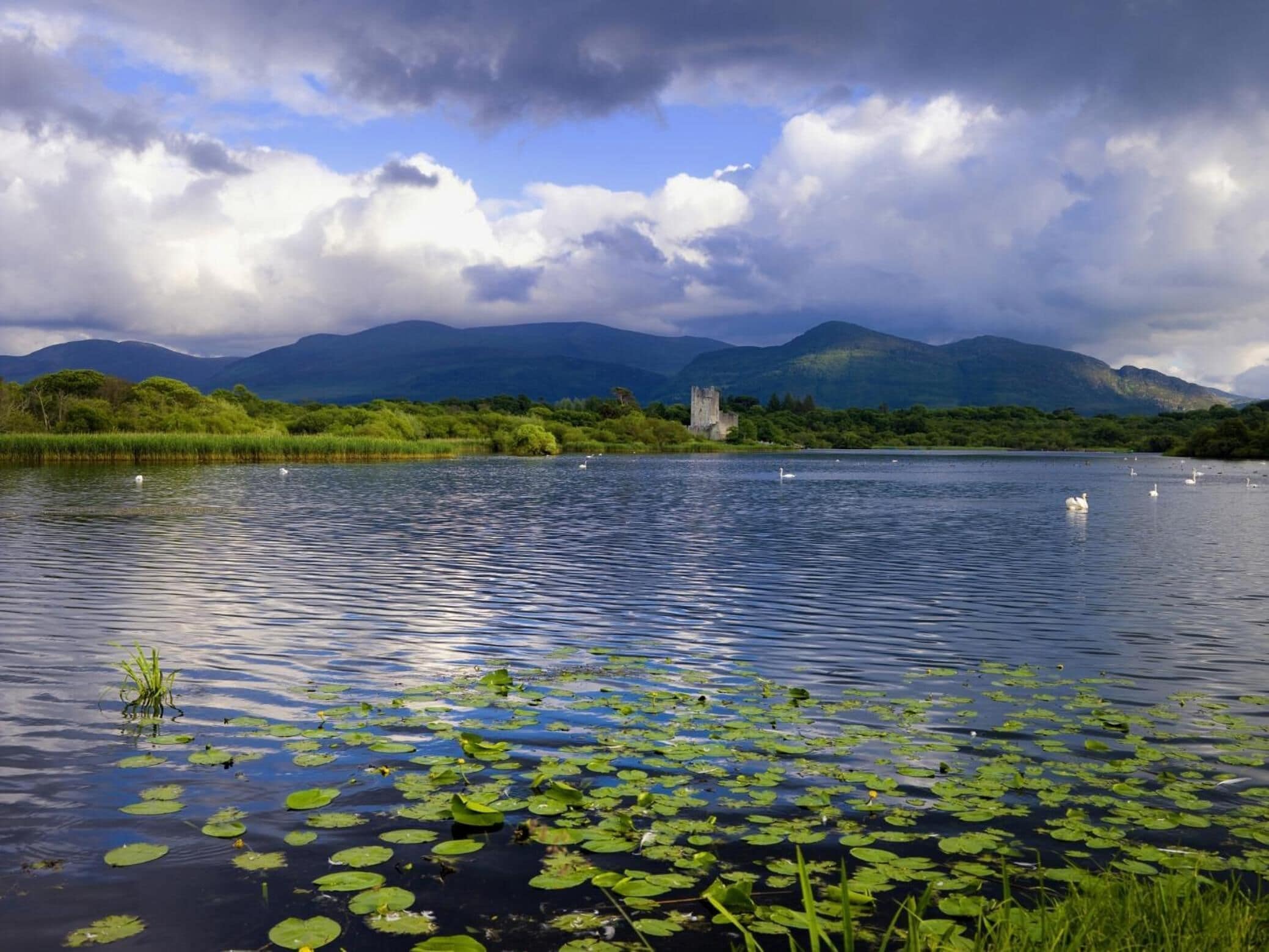 A calm lake with swans, surrounded by lush greenery and mountains.
