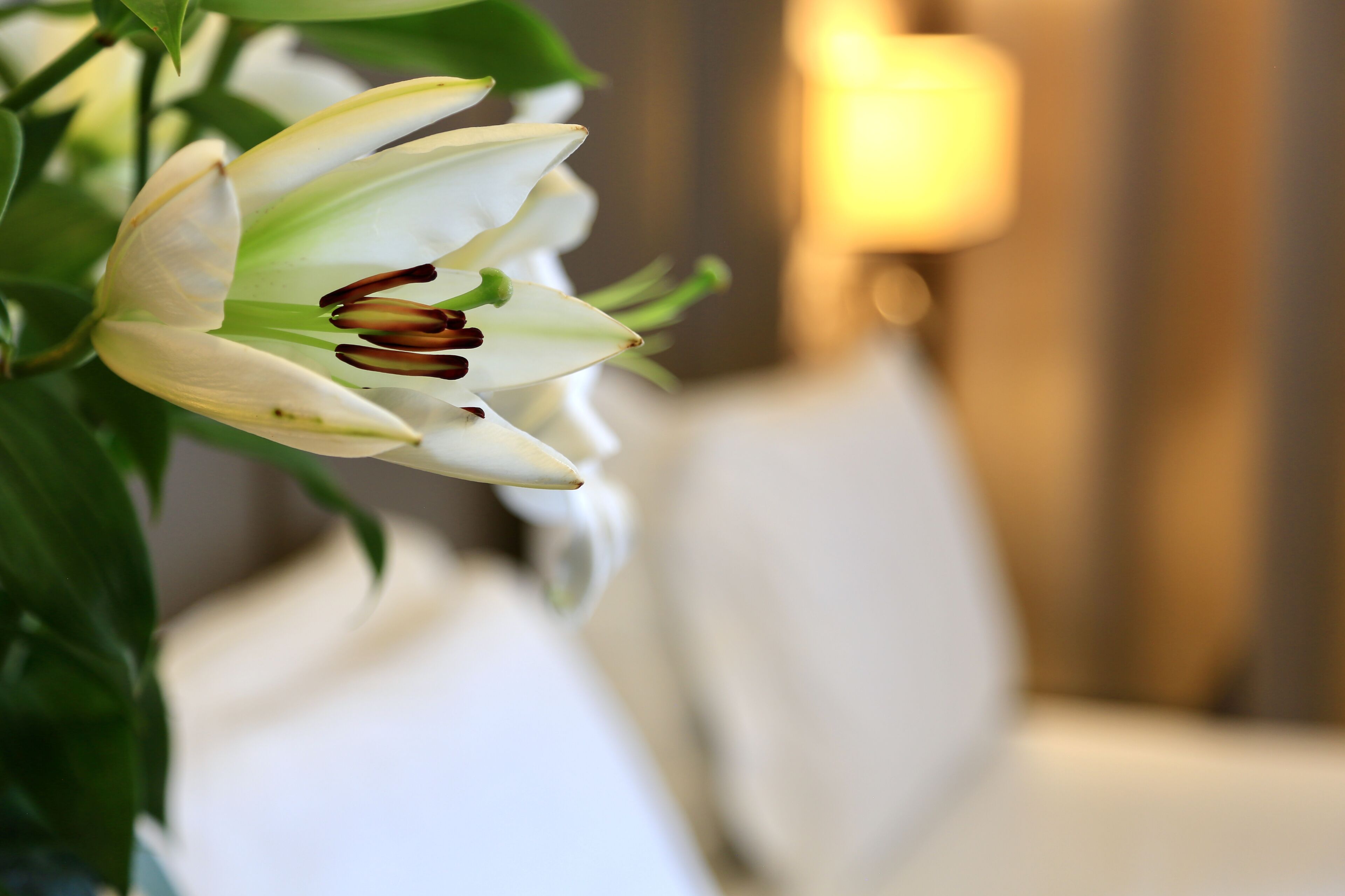 A close-up of a white flower with dark brown stamens, possibly a lily, in a well-lit indoor setting with a blurred background.