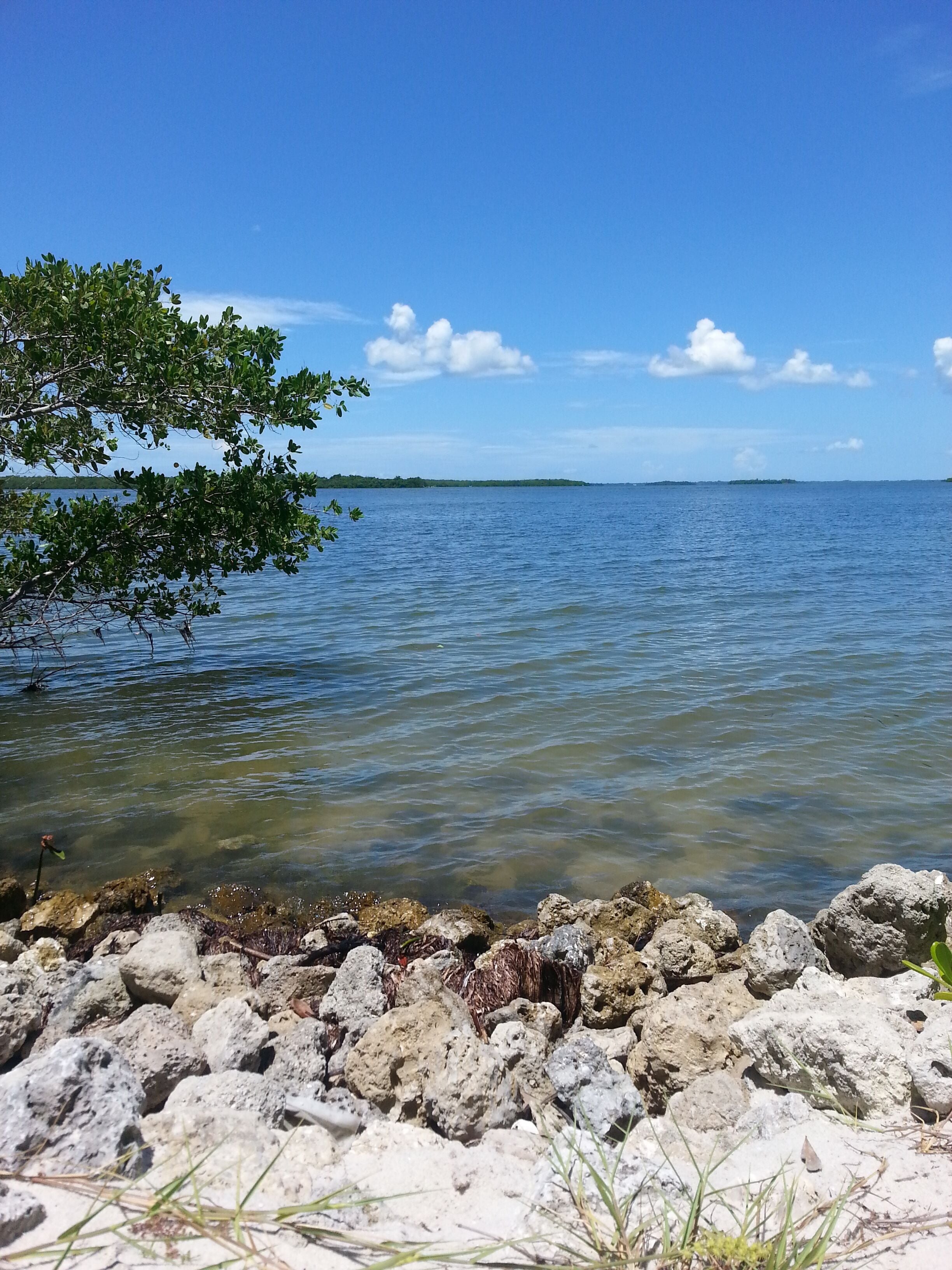 A rocky shoreline with clear water and a distant tree line.