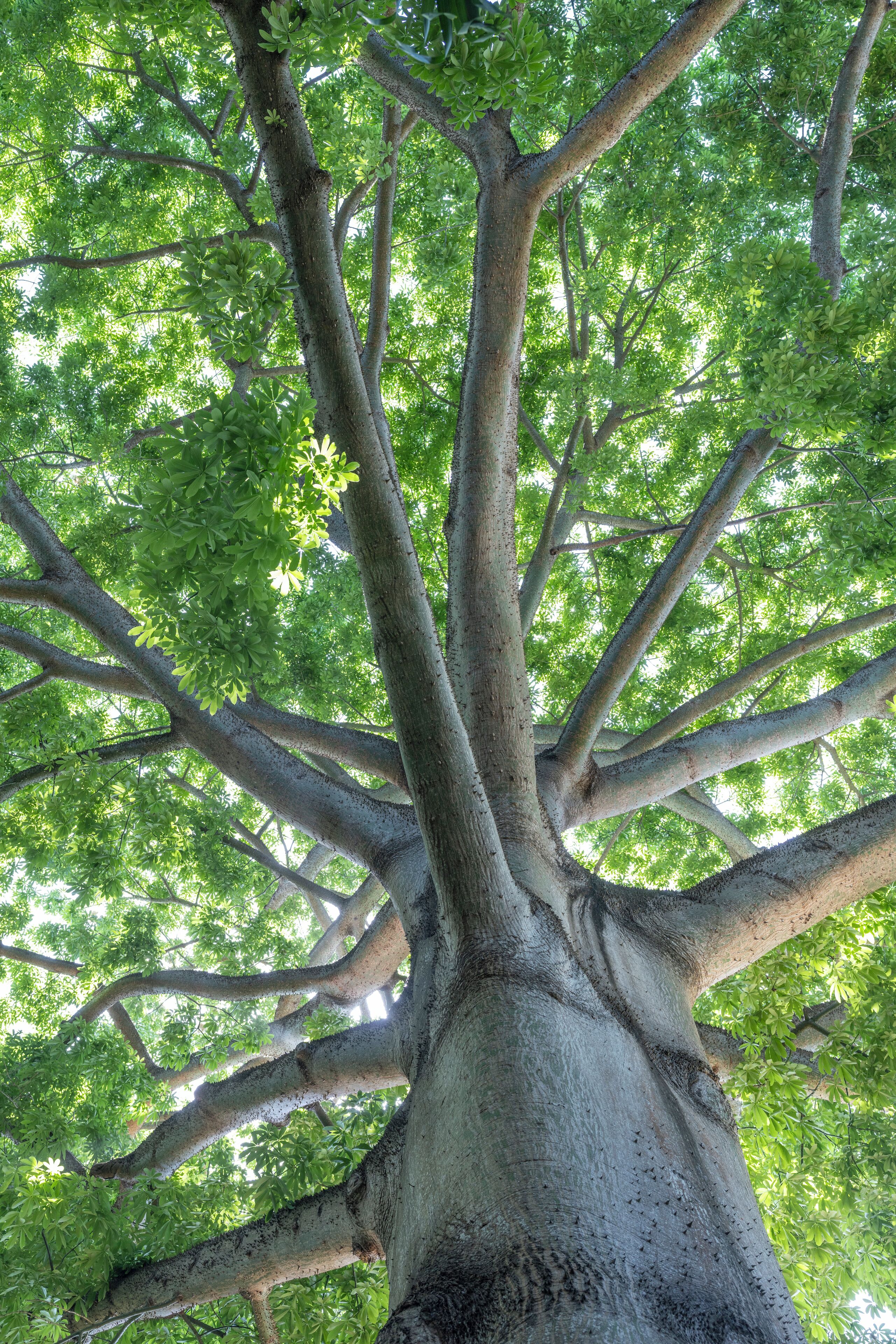 Foto - Mbweni Ruins & Gardens Previously Jungle Paradise