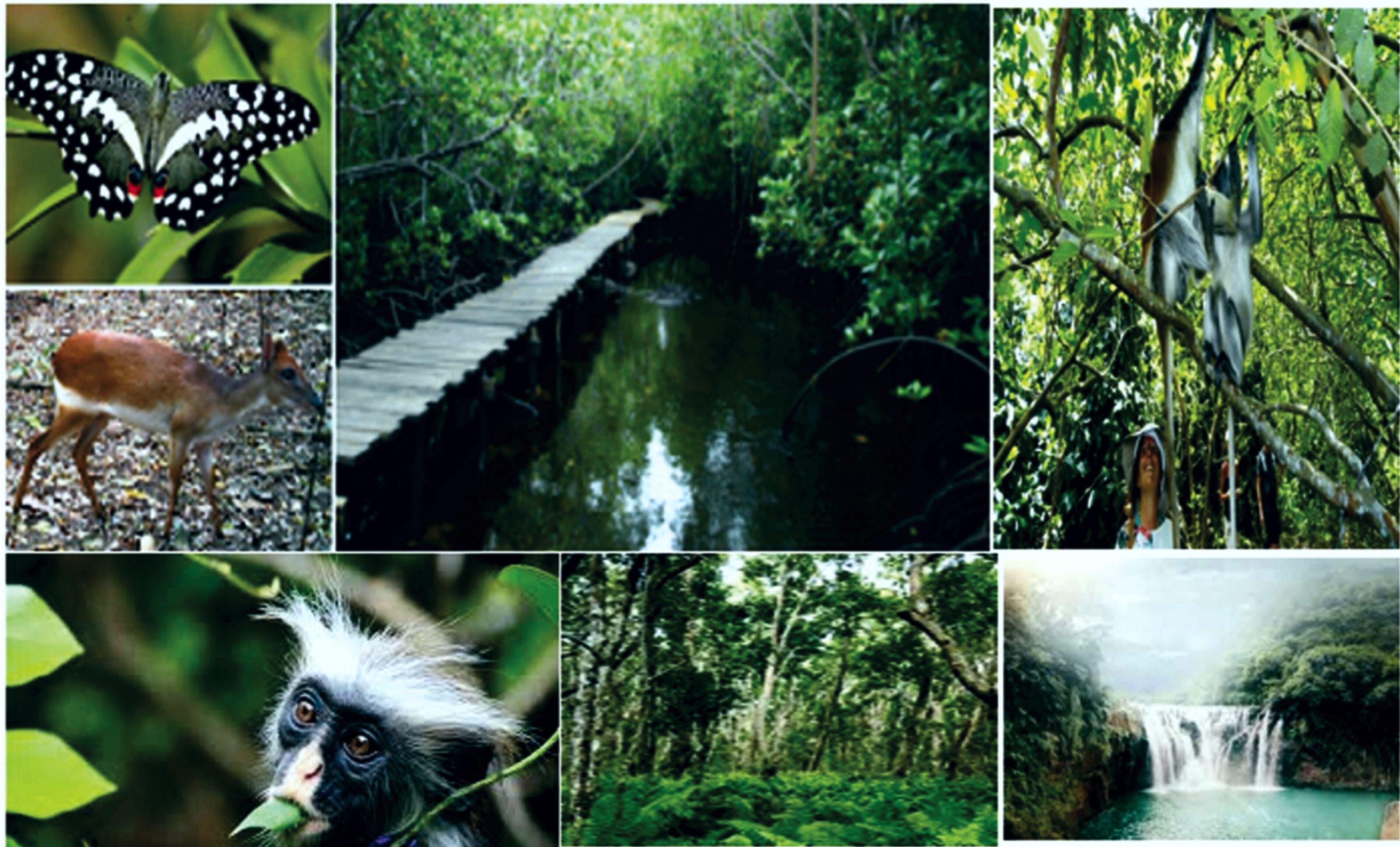 Foto - Maru Maru Hotel