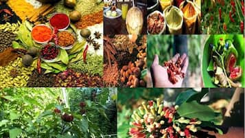 Diverse kruiden en specerijen, een eettafel en een persoon met een plant.