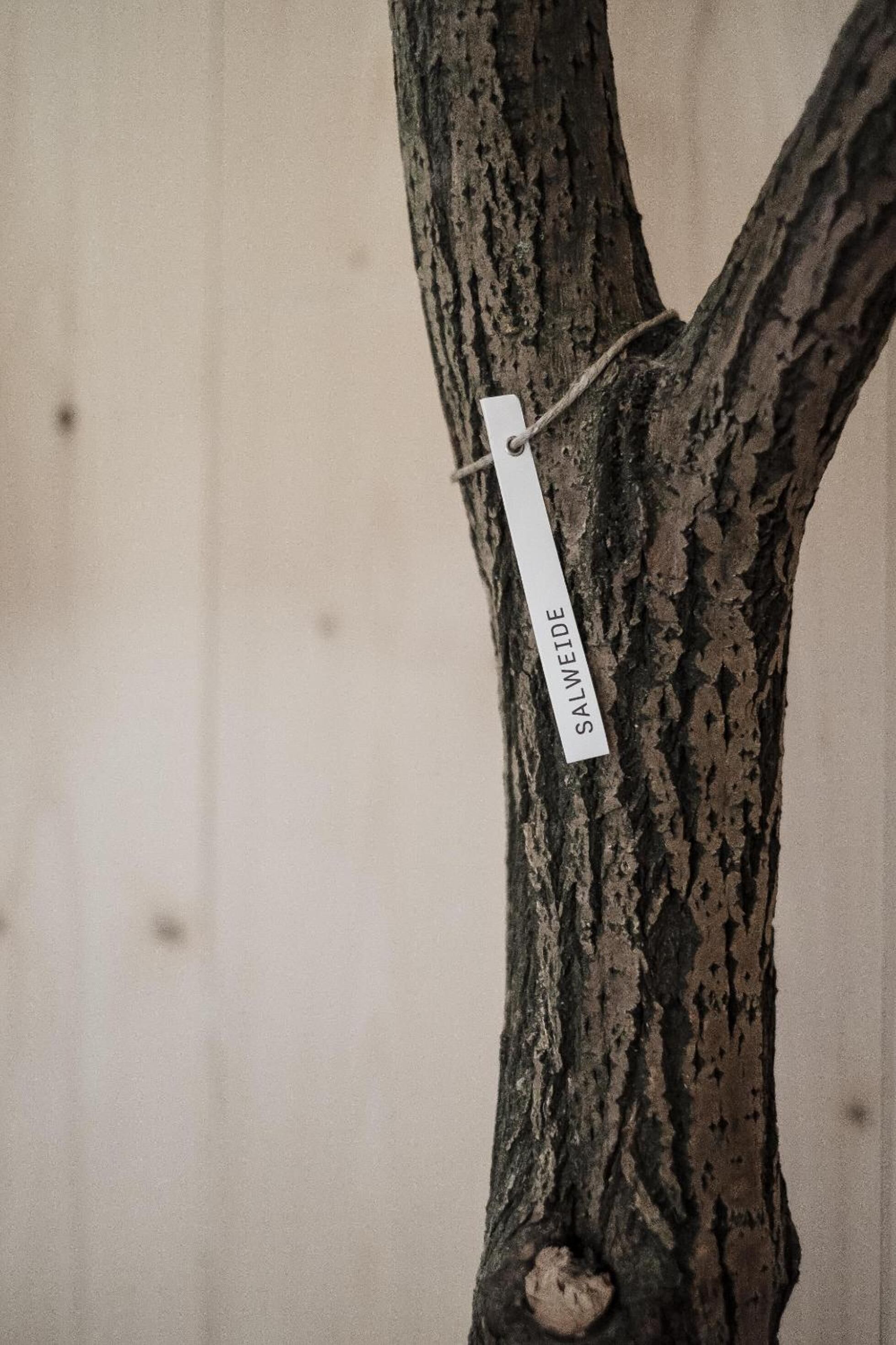 Un tronco de árbol con una etiqueta que dice 'SALMWEIDE'.