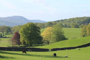 A rural landscape with a stone wall, green fields, and scattered trees.