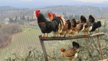 A group of chickens on a wooden beam with a rural landscape in the background.