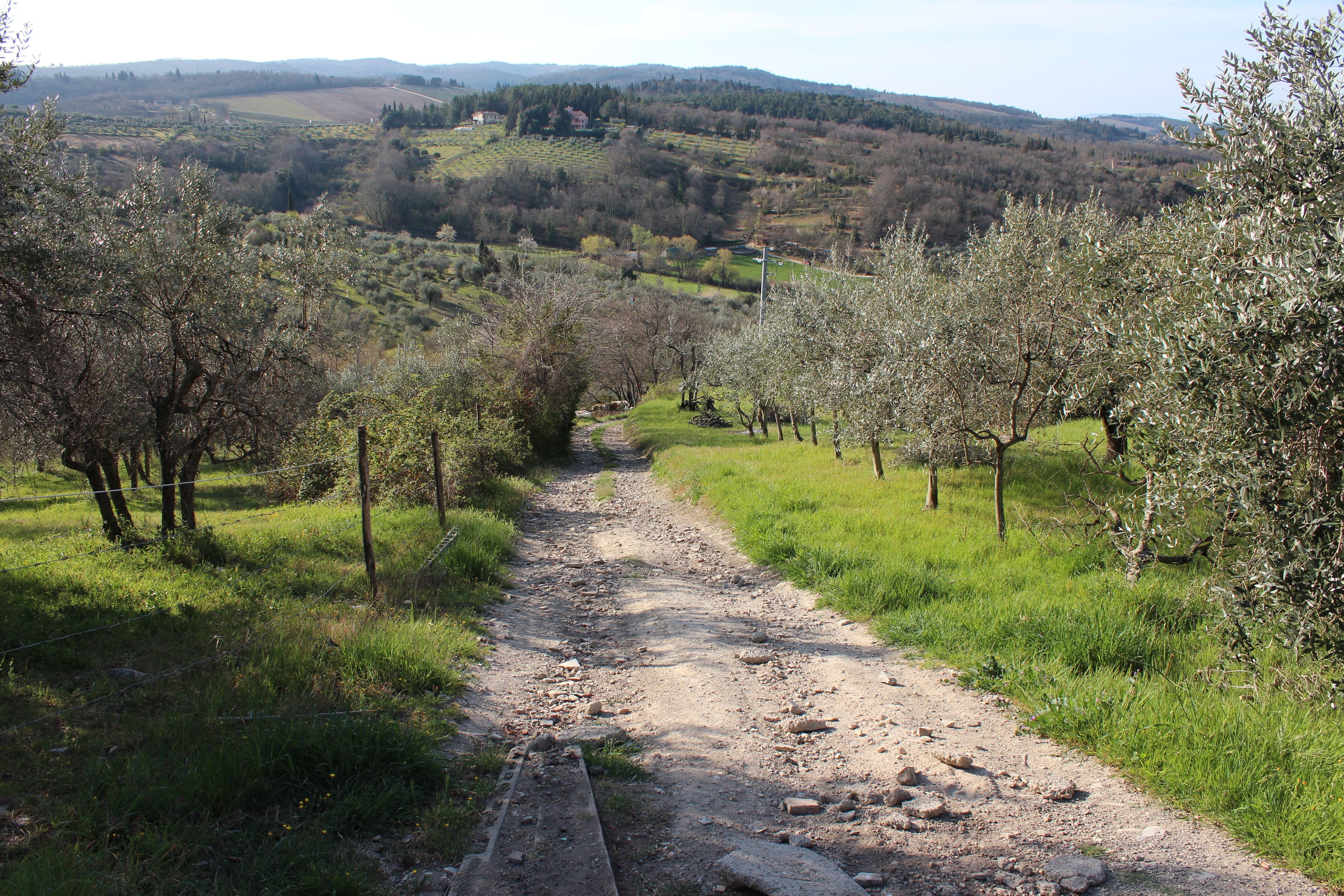 A rural path flanked by olive trees, leading through a hilly landscape.