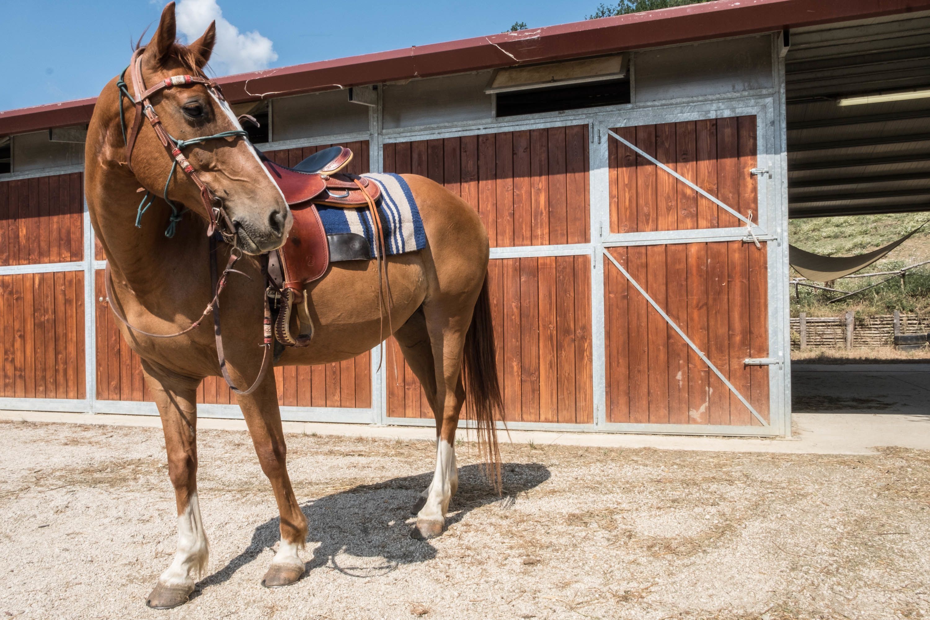 A horse in a stable with a saddle, surrounded by wooden walls and a metal gate.