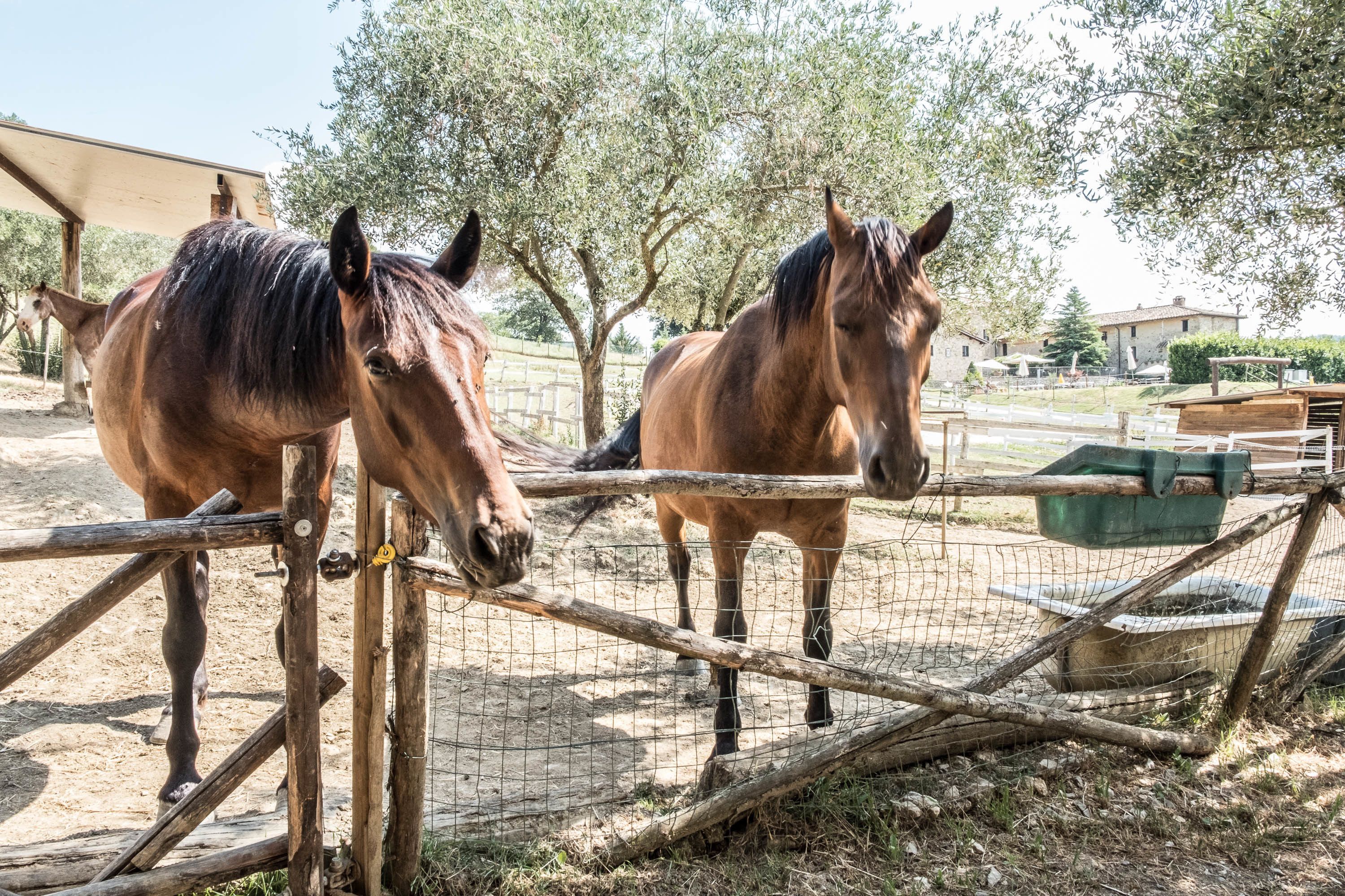 Two horses in a fenced enclosure with trees and a building in the background.