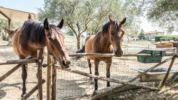 Two horses in a fenced enclosure with trees and a building in the background.