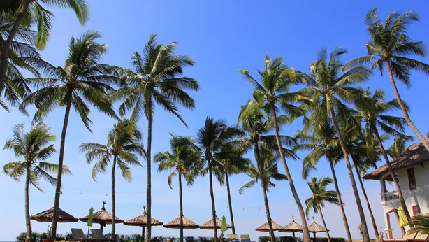 A poolside area with palm trees and lounge chairs. - MUINE SUN & SEA BEACH ( BOUTIQUE RESORT & GLAMPING) (Mui Ne)