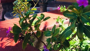 Une cour avec une fontaine, des plantes en pot et un bâtiment doté de balcons et de fenêtres.