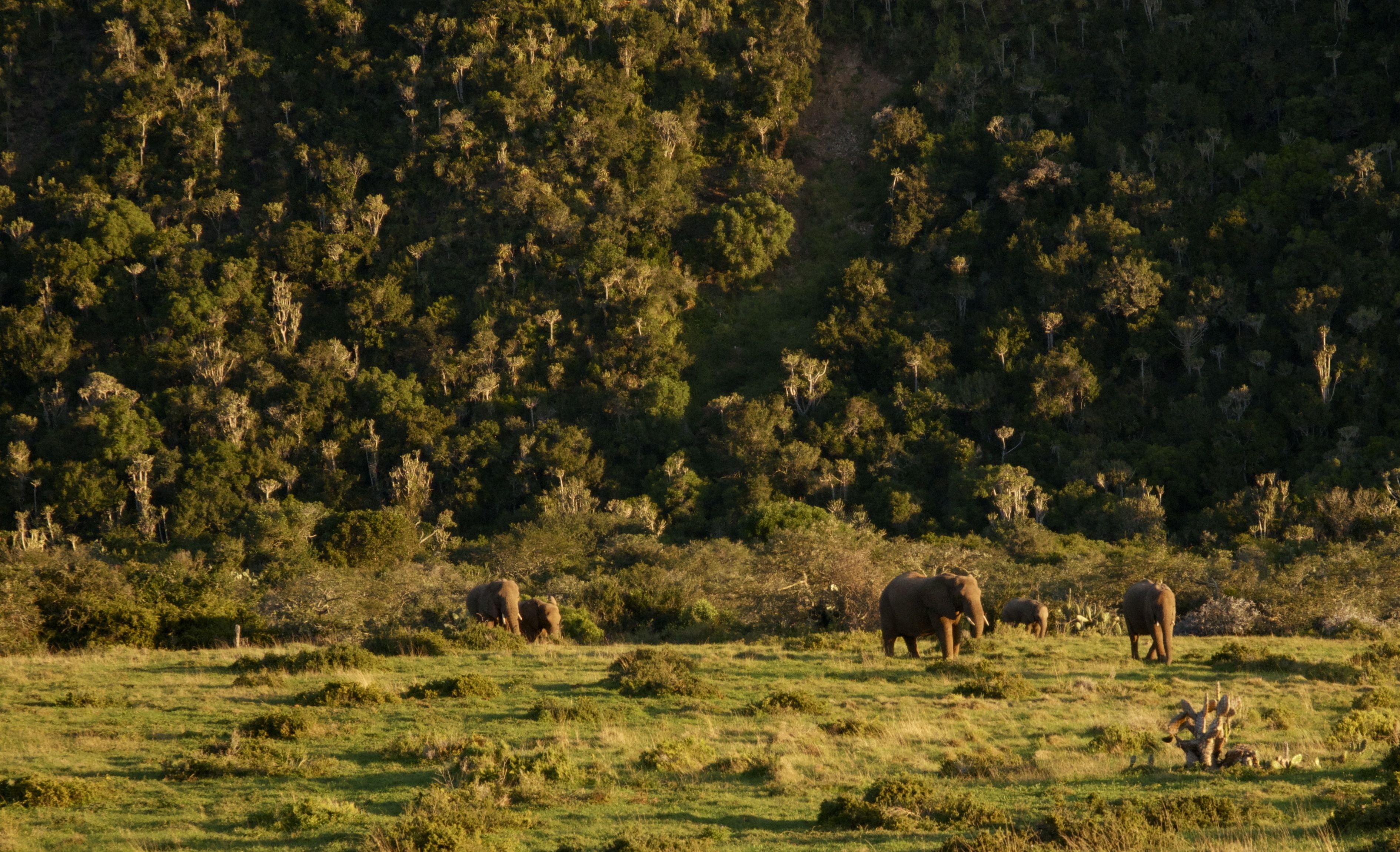 Un campo cubierto de hierba con elefantes y un bosque denso al fondo.