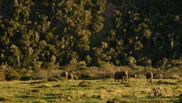 Un campo cubierto de hierba con elefantes y un bosque denso al fondo.