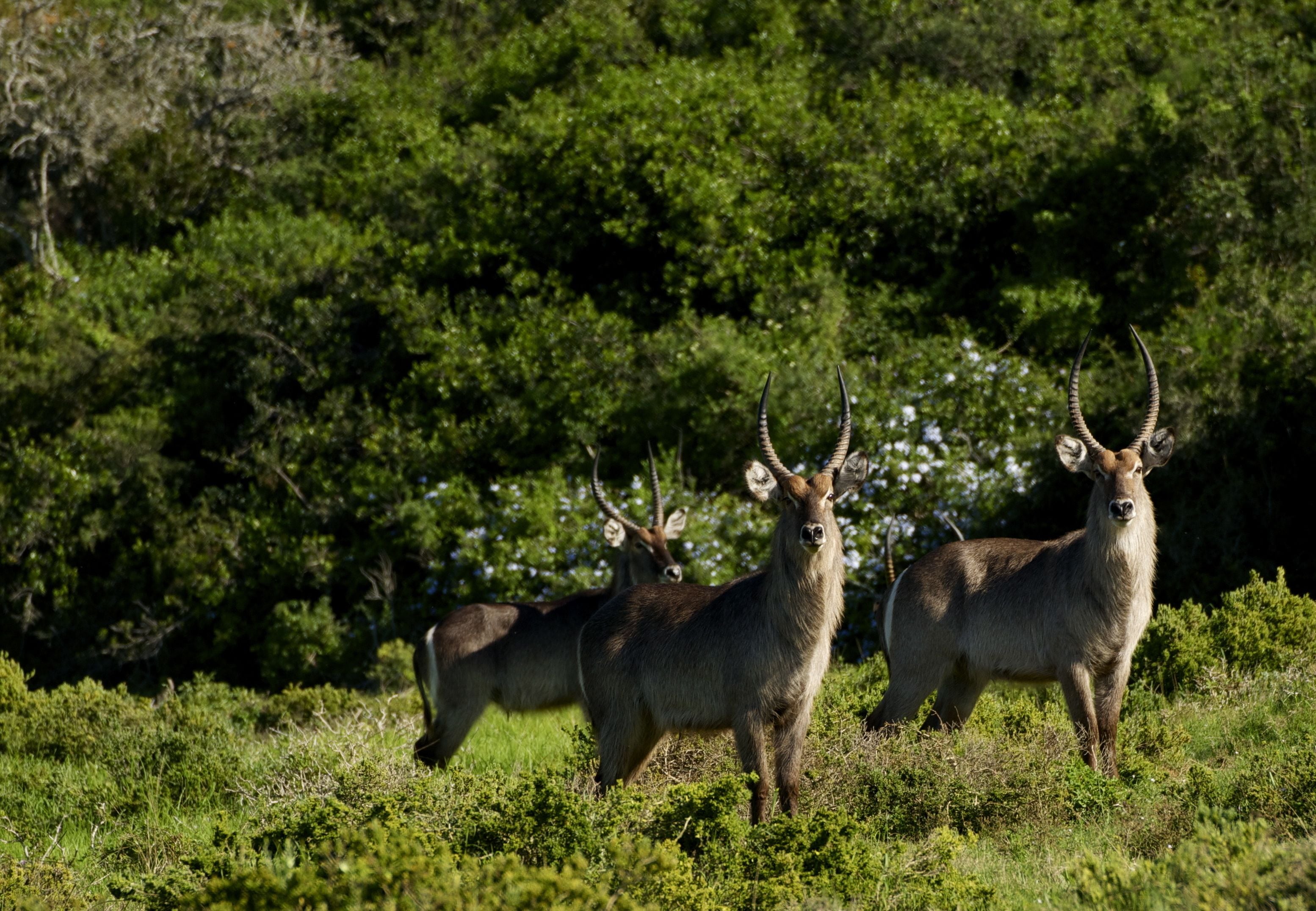 Three antelopes standing in a grassy area with dense green foliage in the background.