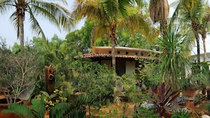 A tropical garden with a small building surrounded by various plants and trees.