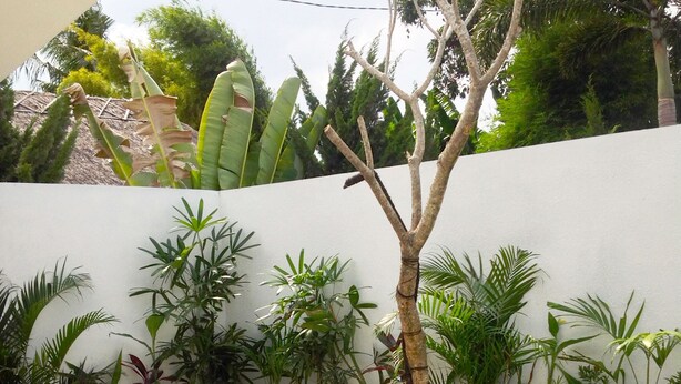 A pool area with a white wall, various plants, and a lounge chair. - Villa Sari Agung (Tibubeneng)