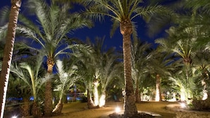 Vista nocturna de un jardín iluminado con palmeras y suelo arenoso.