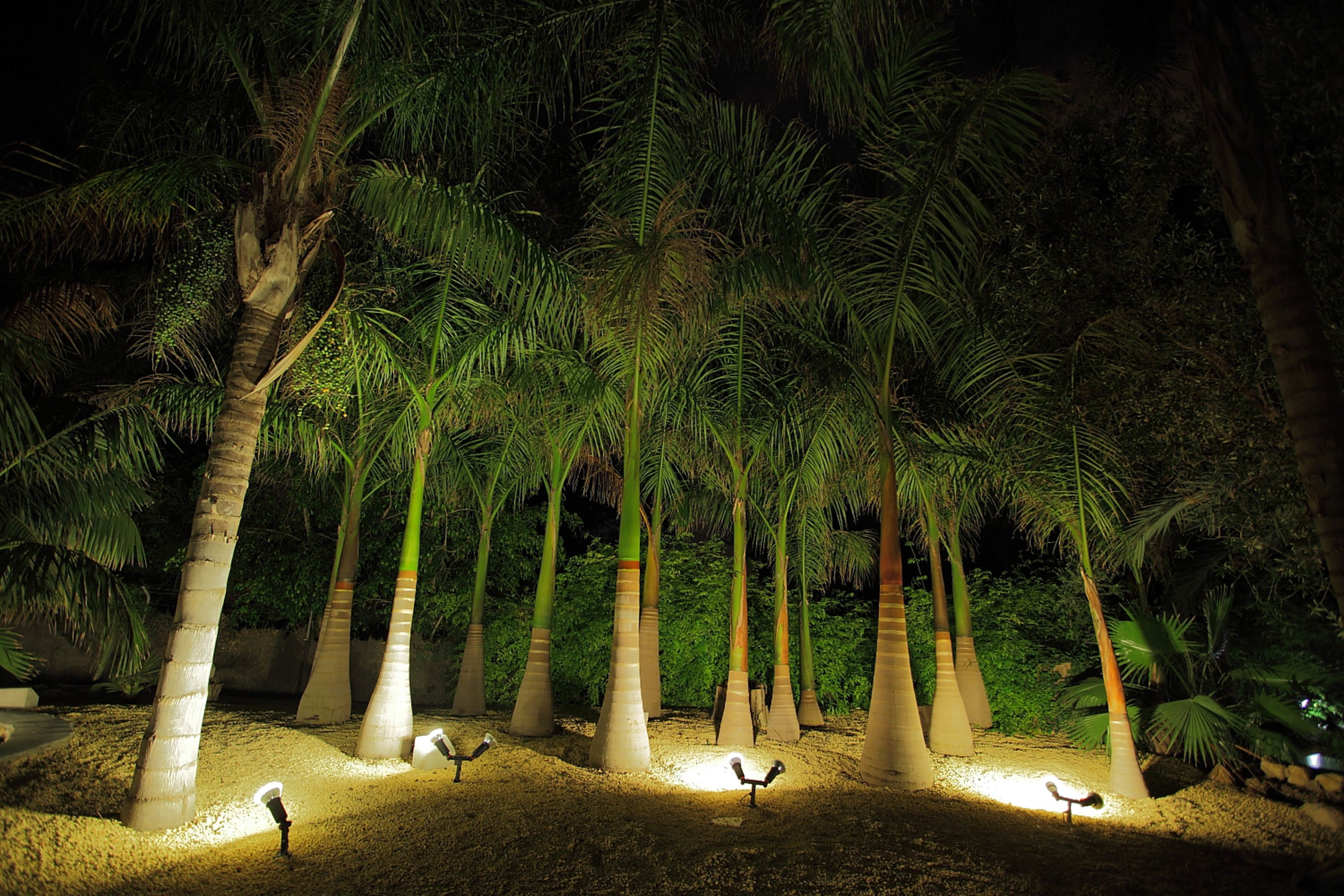 A nighttime view of a landscaped area with palm trees and bird sculptures.