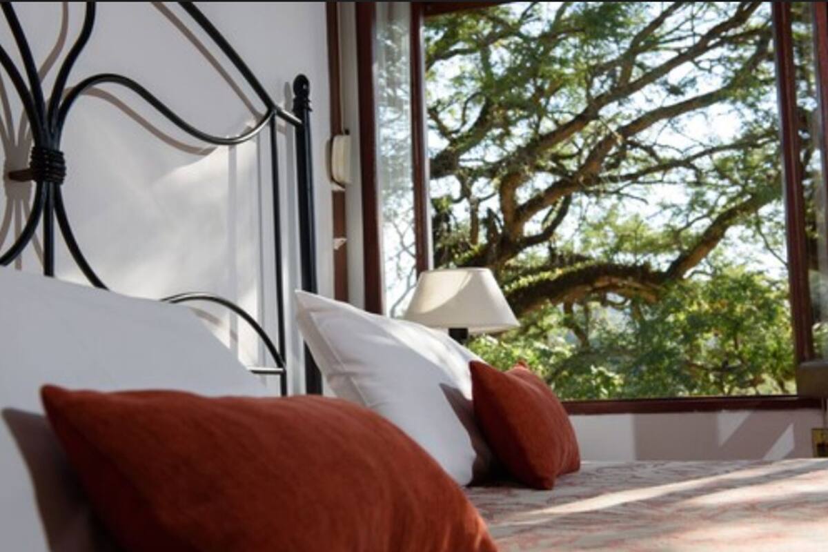 A bedroom with a bed, pillows, a window with a view of trees, and a lamp.