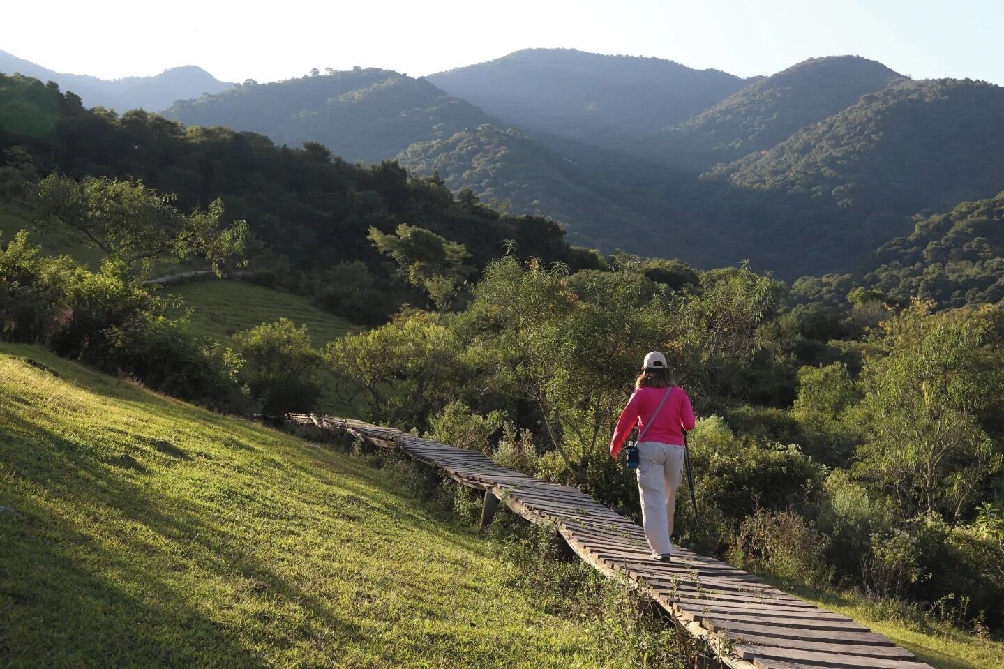 Una persona caminando sobre una pasarela de madera a través de un área con hierba, con árboles y colinas al fondo.