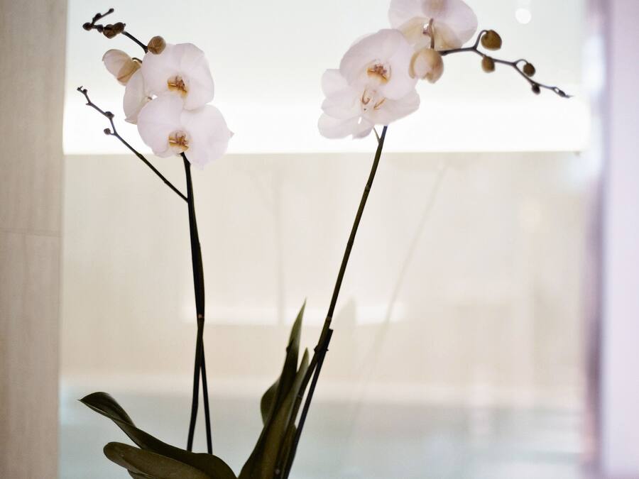 Ein Topf mit einer Orchidee, die zwei Stiele und Blätter hat, steht auf einer Oberfläche in der Nähe eines Fensters mit Blick auf einen Pool.