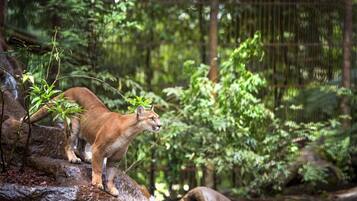 A cougar in a naturalistic enclosure with dense foliage and rocky terrain.