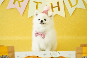 Un perro blanco con gorro de fiesta y corbata rosa, de pie frente a un cartel de cumpleaños.