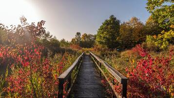 A wooden boardwalk leading through a natural area with various plants and trees.