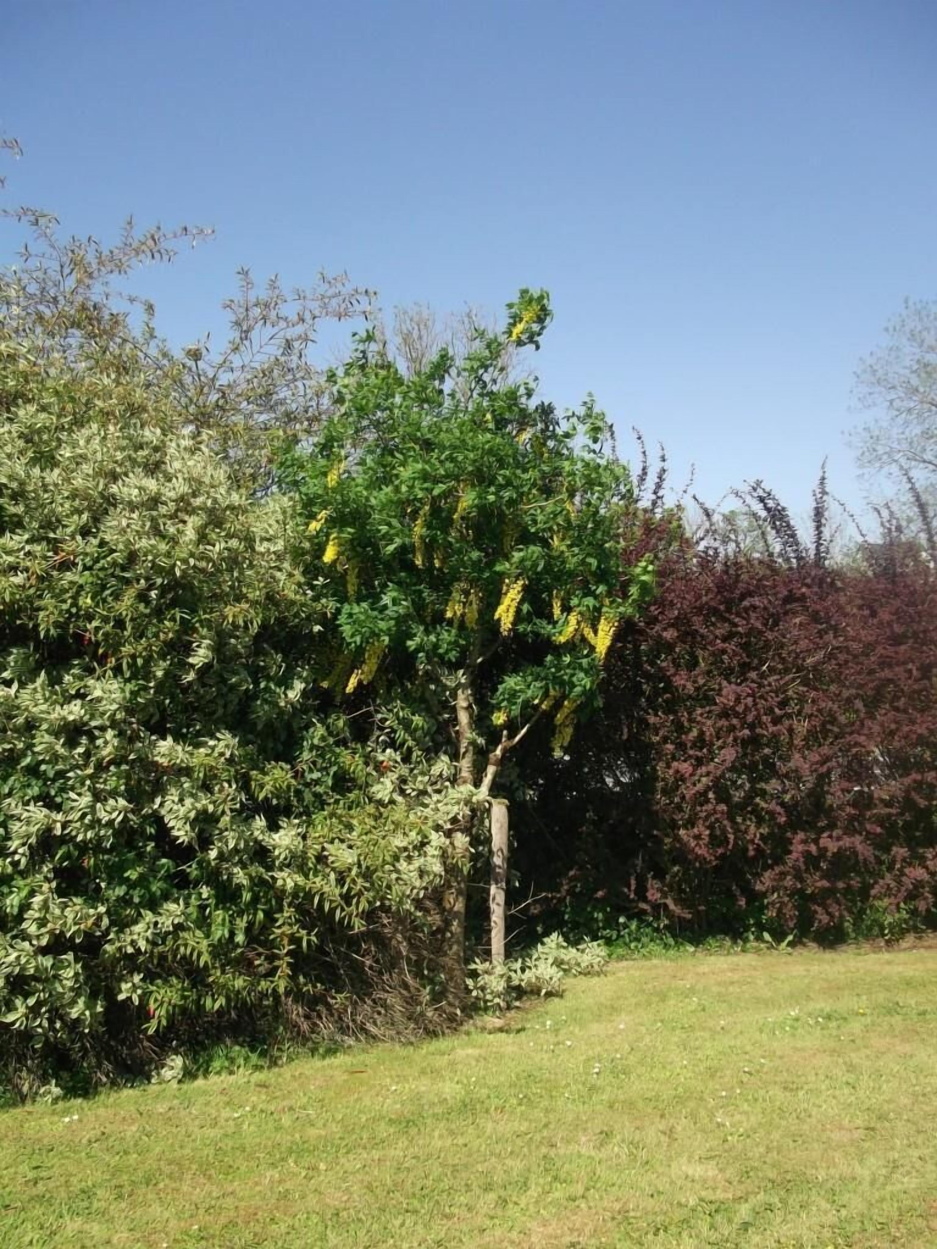 Un arbre amb flors grogues i un follatge dens, envoltat d'una zona verda i altres arbres.