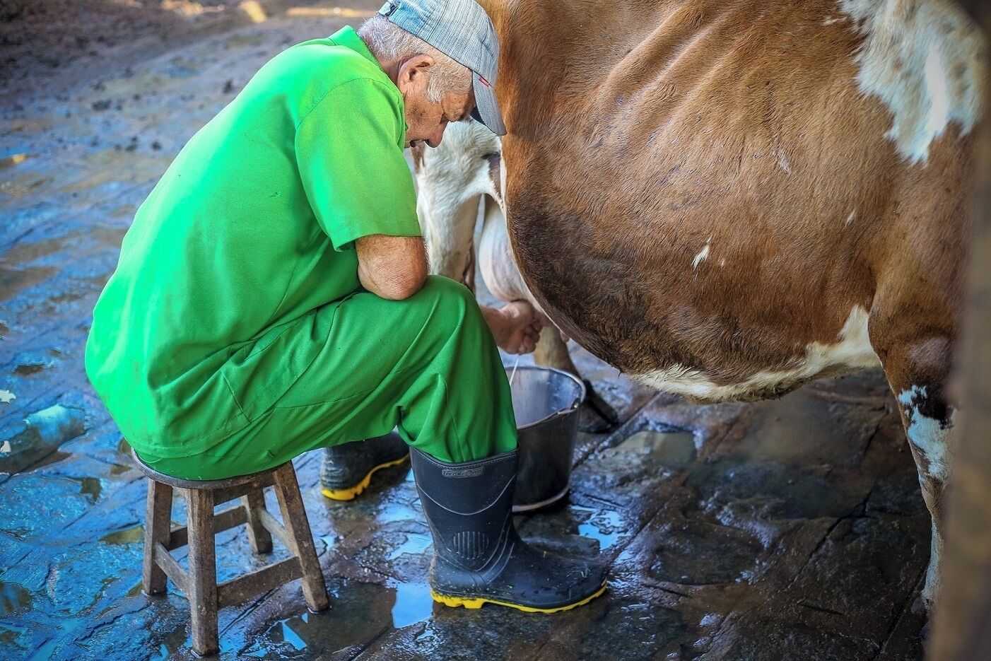 Une personne qui traite une vache dans un cadre champêtre en plein air.