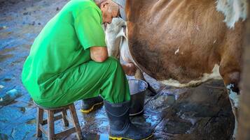 Une personne qui traite une vache dans un cadre champêtre en plein air.