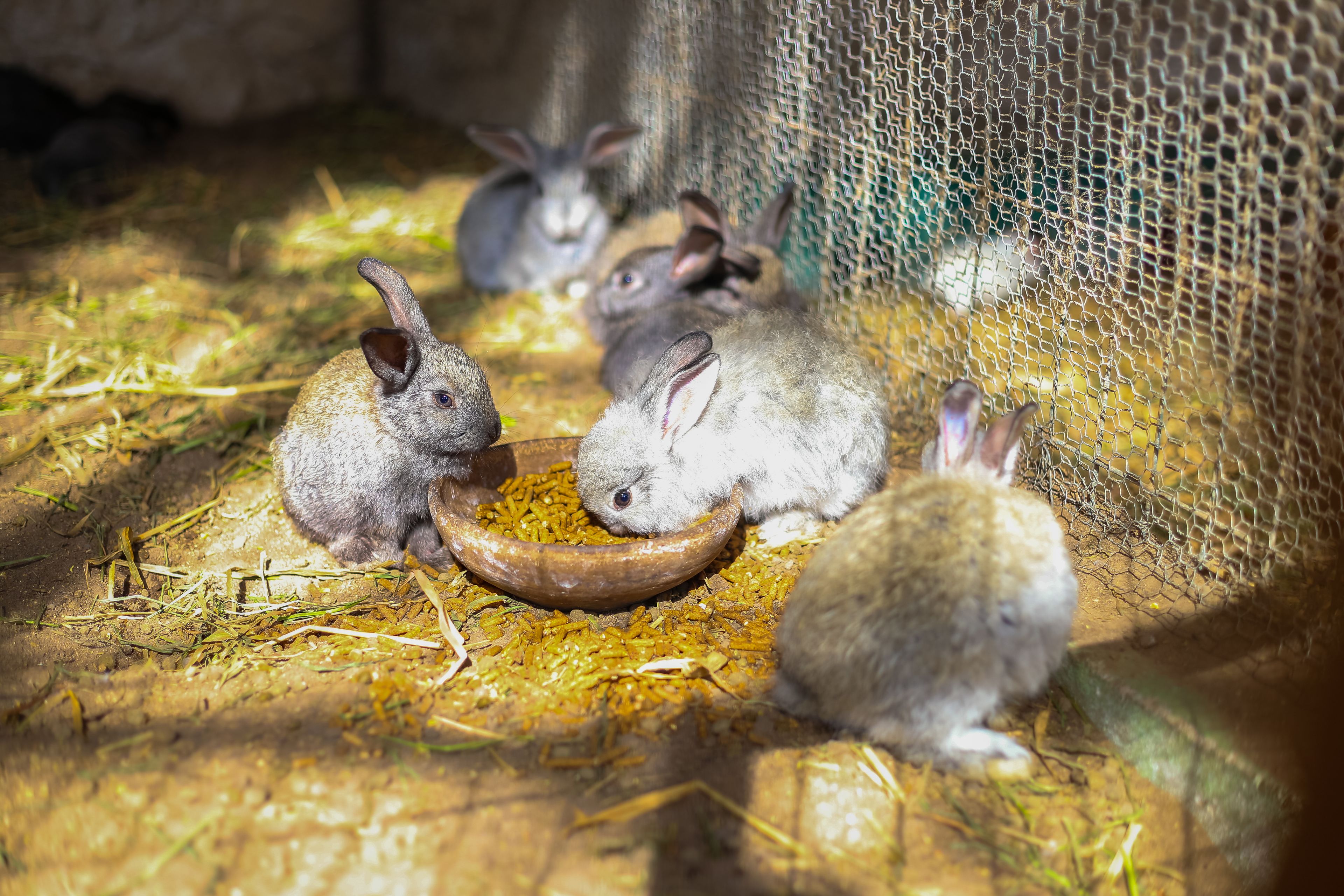 A group of rabbits in a pen with a wire mesh and hay on the ground.