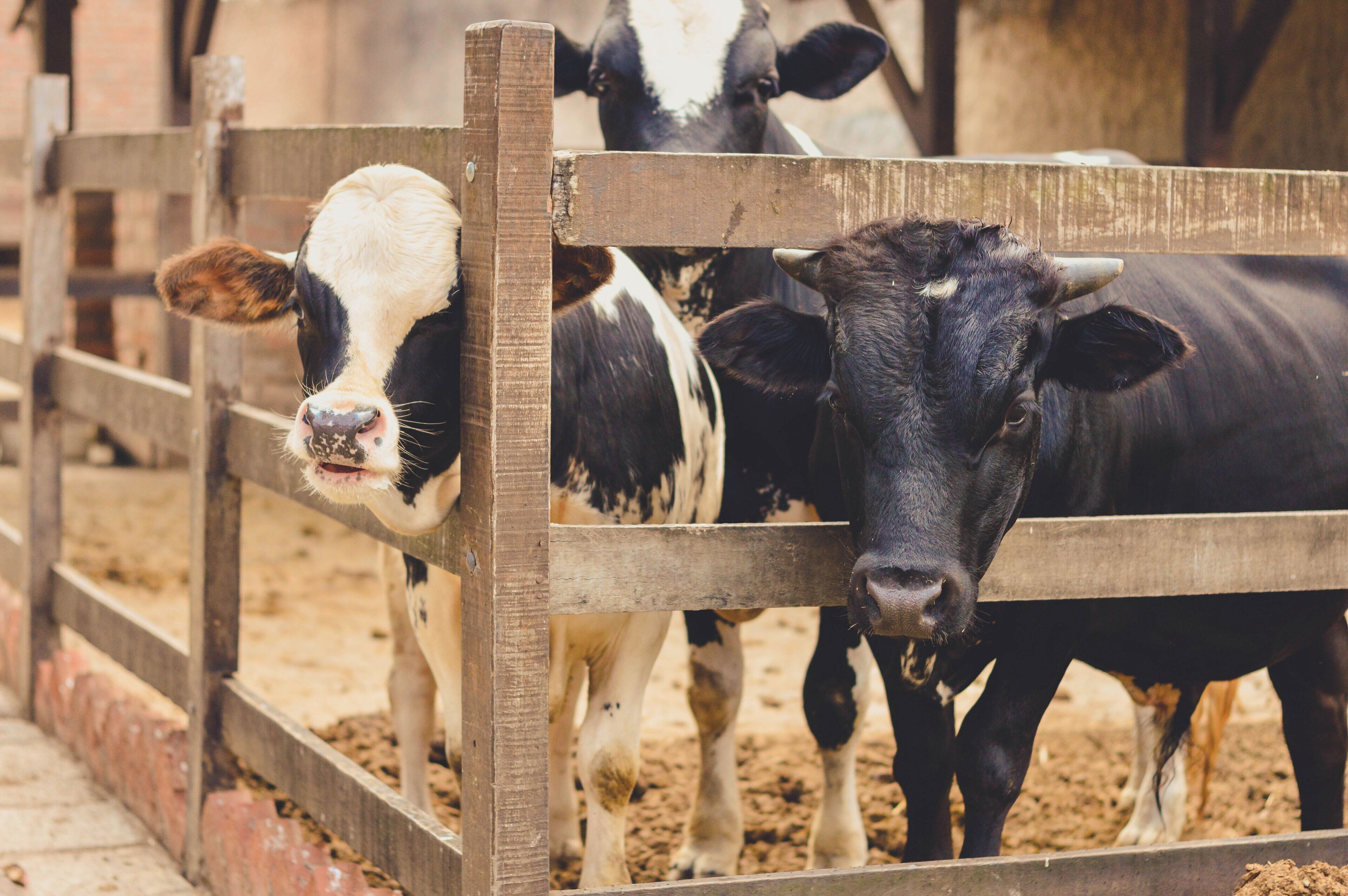 A wooden fence with cows behind it.