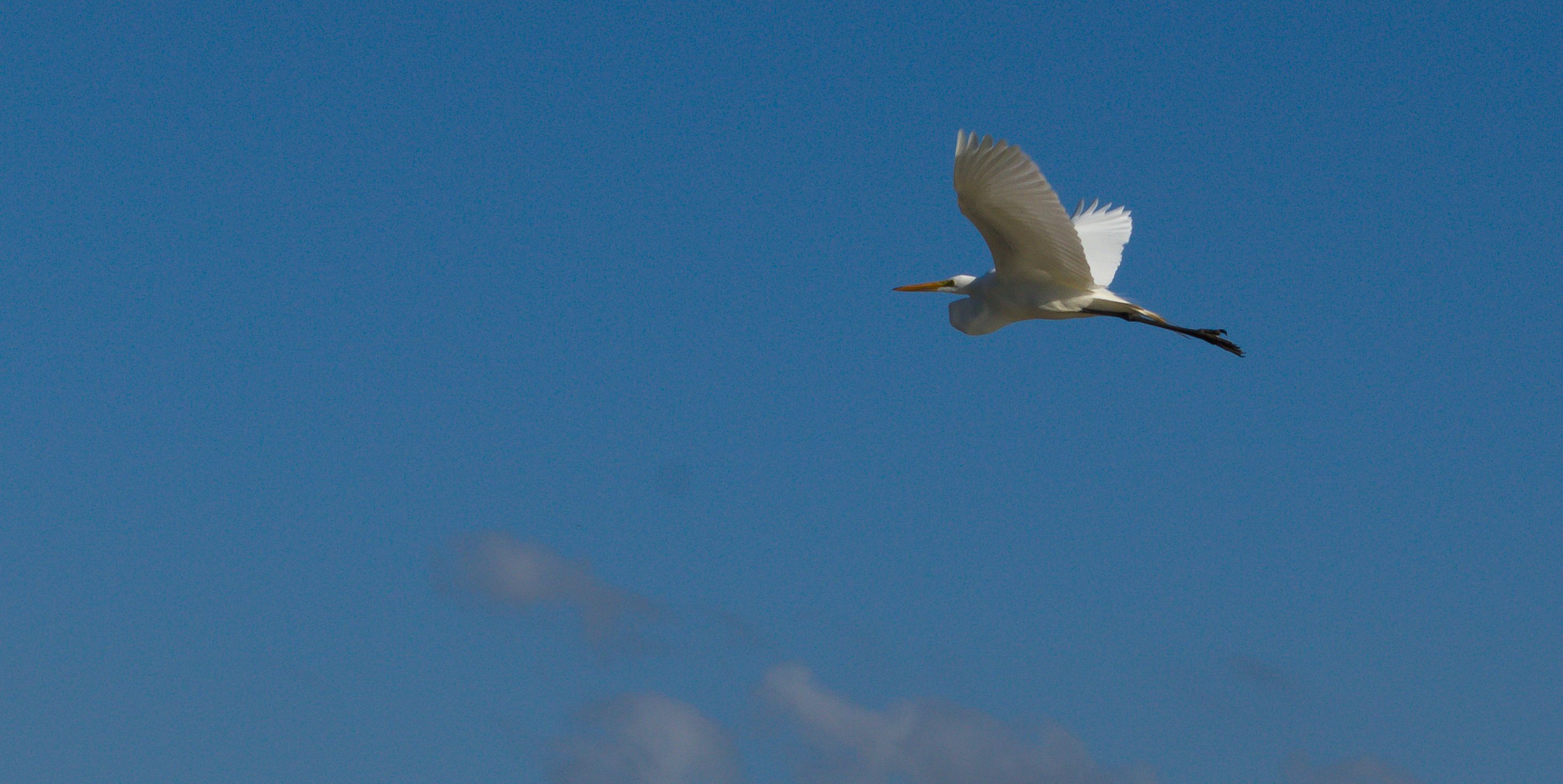 A bird in flight against a clear blue sky.