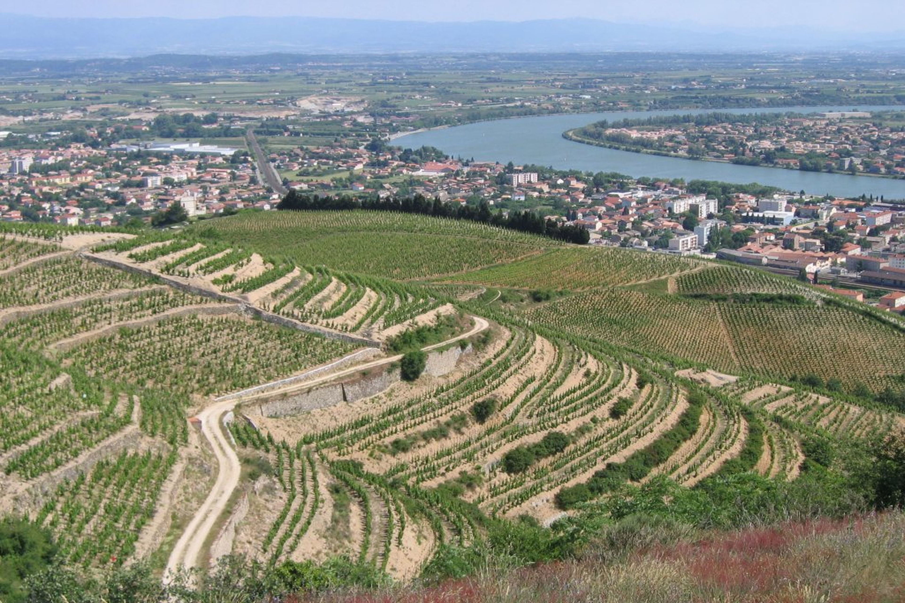 Viñedo con hileras escalonadas de vides.