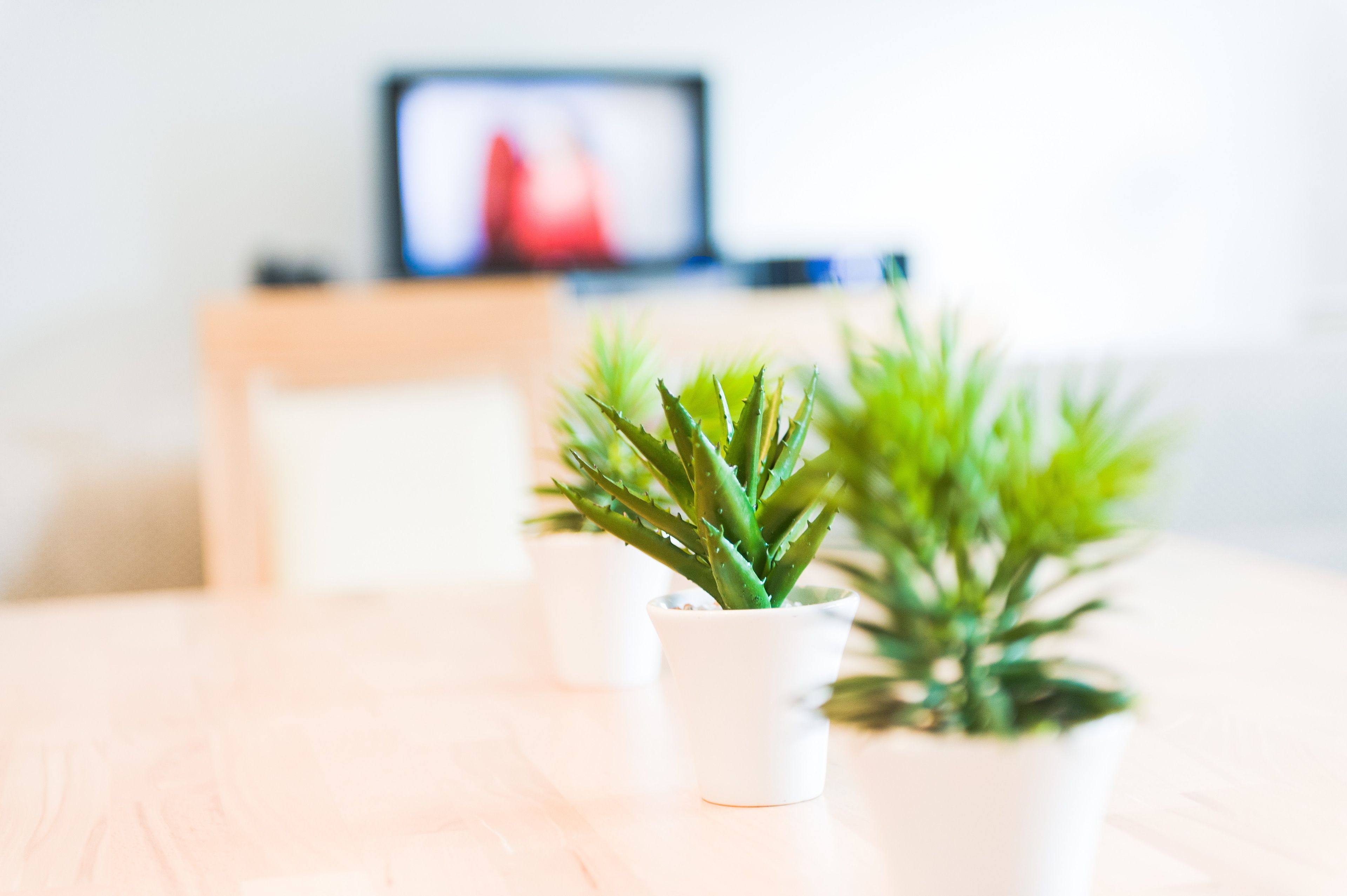 Een kleine potplant op een houten tafel, met een onscherpe achtergrond.