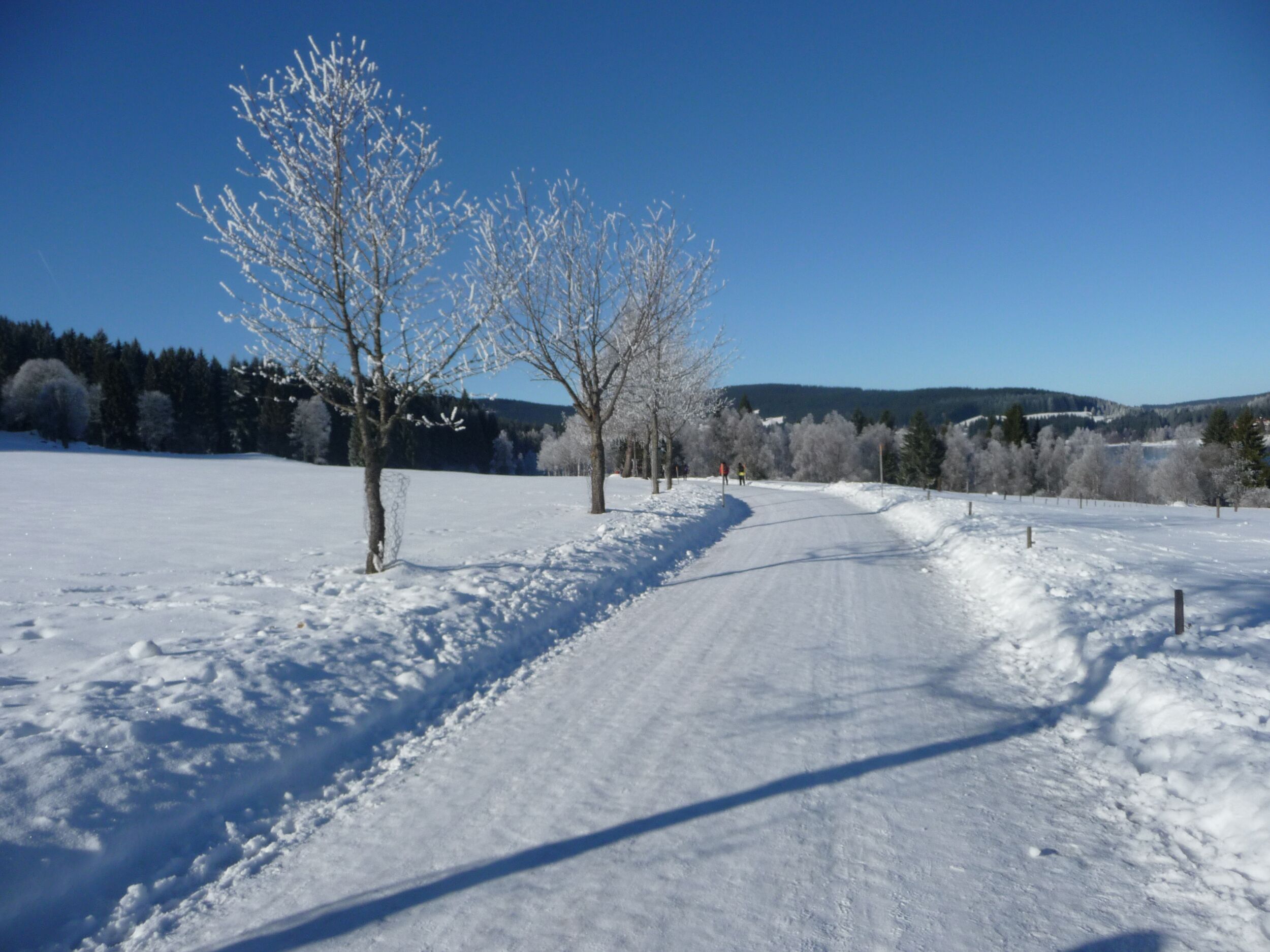 Una carretera cubierta de nieve, árboles desnudos y un cielo azul despejado.